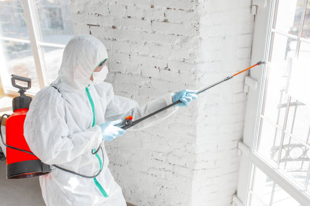 Reliable Hauppauge, NY Mold Removal Solutions